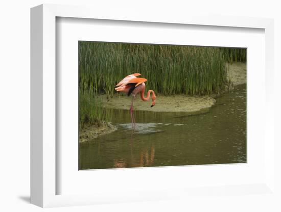 Greater Flamingo, Punta Moreno Isabela Island, Galapagos, Ecuador-Pete Oxford-Framed Photographic Print