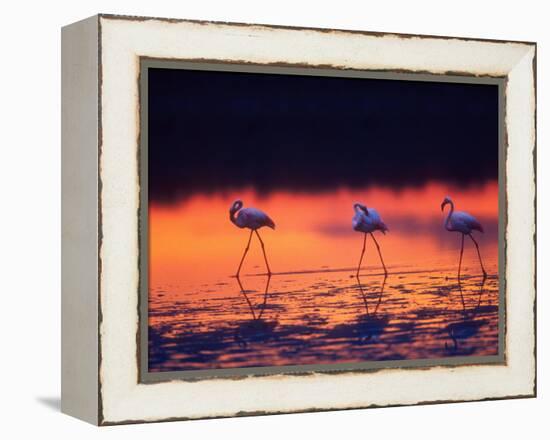 Greater Flamingo, Tanzania-David Northcott-Framed Premier Image Canvas