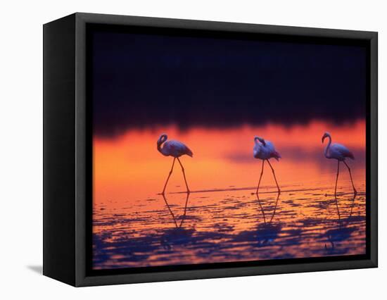 Greater Flamingo, Tanzania-David Northcott-Framed Premier Image Canvas