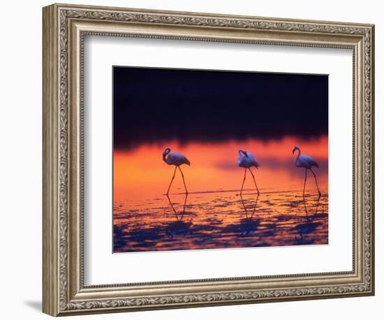 Greater Flamingo, Tanzania-David Northcott-Framed Photographic Print