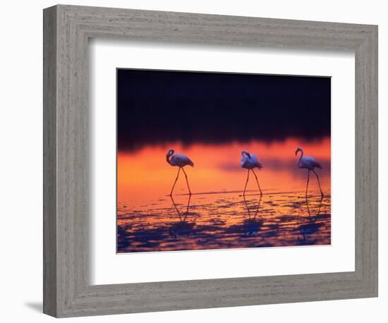 Greater Flamingo, Tanzania-David Northcott-Framed Photographic Print