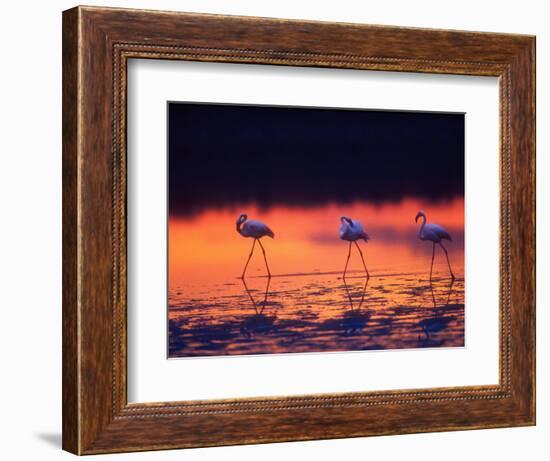 Greater Flamingo, Tanzania-David Northcott-Framed Photographic Print