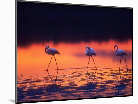 Greater Flamingo, Tanzania-David Northcott-Mounted Photographic Print