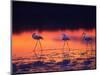 Greater Flamingo, Tanzania-David Northcott-Mounted Photographic Print