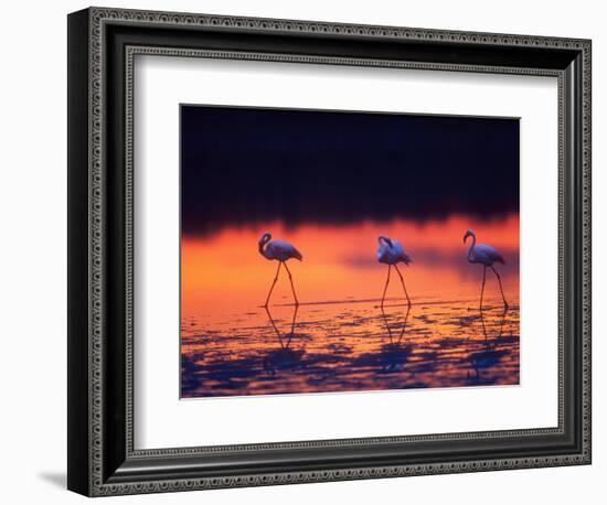 Greater Flamingo, Tanzania-David Northcott-Framed Photographic Print