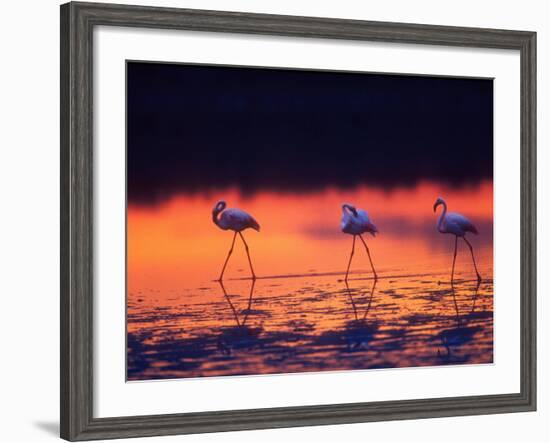 Greater Flamingo, Tanzania-David Northcott-Framed Photographic Print