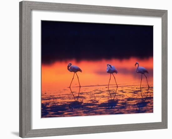 Greater Flamingo, Tanzania-David Northcott-Framed Photographic Print
