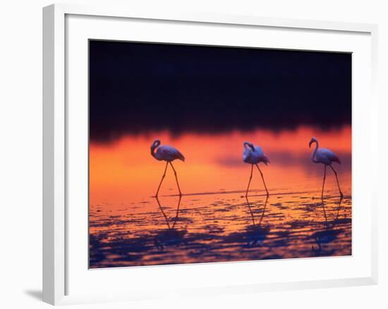 Greater Flamingo, Tanzania-David Northcott-Framed Photographic Print