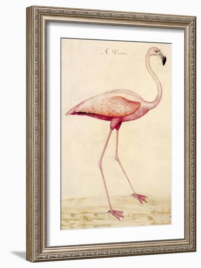 Greater Flamingo-John White-Framed Premium Giclee Print