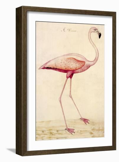 Greater Flamingo-John White-Framed Premium Giclee Print