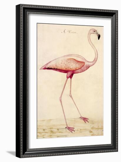 Greater Flamingo-John White-Framed Premium Giclee Print