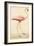 Greater Flamingo-John White-Framed Premium Giclee Print