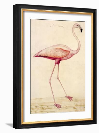 Greater Flamingo-John White-Framed Premium Giclee Print