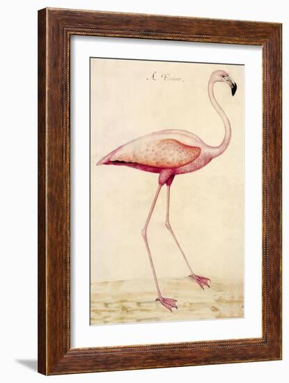 Greater Flamingo-John White-Framed Art Print