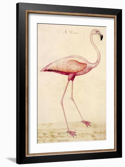 Greater Flamingo-John White-Framed Art Print