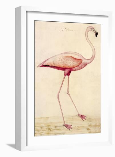 Greater Flamingo-John White-Framed Art Print