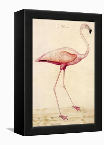 Greater Flamingo-John White-Framed Stretched Canvas