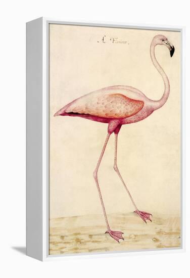 Greater Flamingo-John White-Framed Stretched Canvas