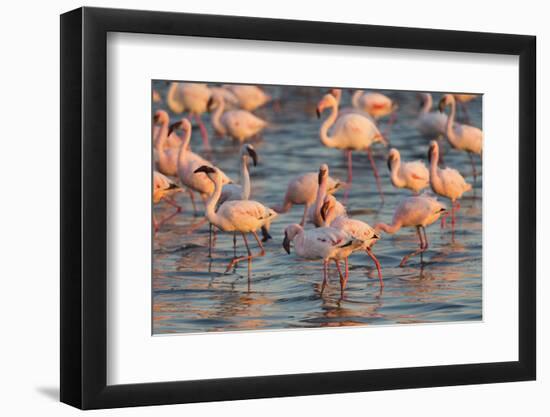 Greater Flamingoes (Phoenicopterus Ruber) and Lesser Flamingoes (Phoenicopterus Minor)-Ann and Steve Toon-Framed Photographic Print