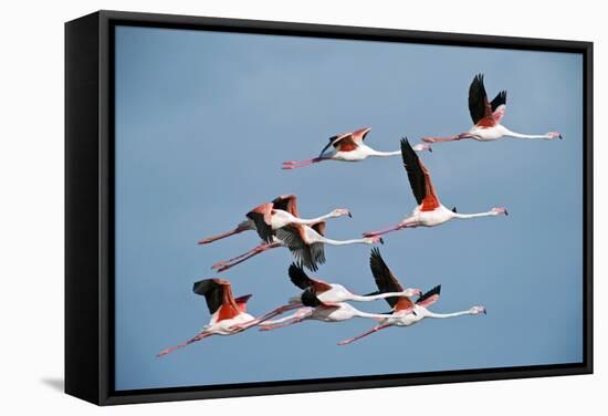 Greater Flamingoes-Tony Camacho-Framed Premier Image Canvas