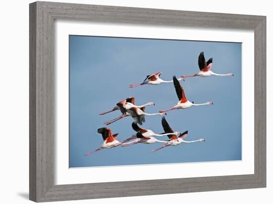 Greater Flamingoes-Tony Camacho-Framed Photographic Print