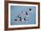 Greater Flamingoes-Tony Camacho-Framed Photographic Print