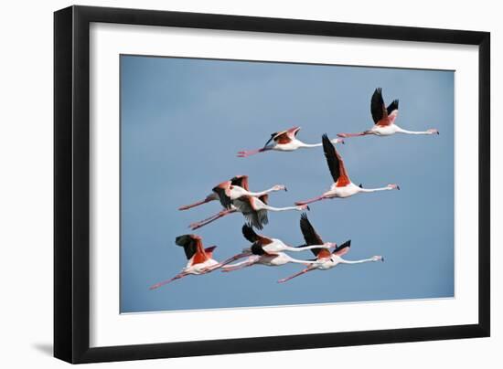 Greater Flamingoes-Tony Camacho-Framed Photographic Print