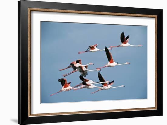 Greater Flamingoes-Tony Camacho-Framed Photographic Print