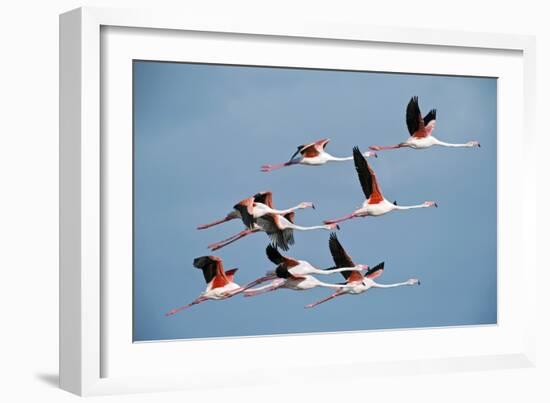 Greater Flamingoes-Tony Camacho-Framed Photographic Print