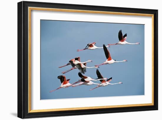 Greater Flamingoes-Tony Camacho-Framed Photographic Print