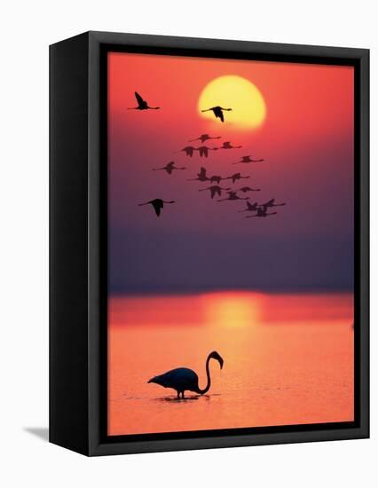 Greater Flamingos at Sunset-null-Framed Premier Image Canvas