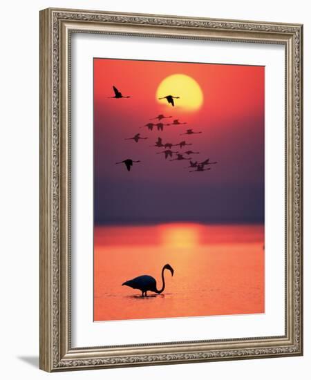 Greater Flamingos at Sunset-null-Framed Photographic Print