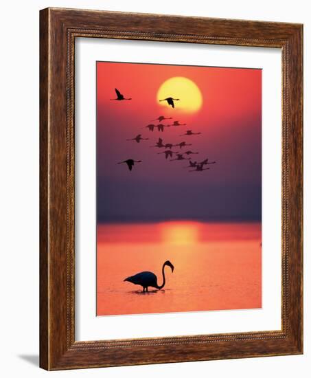 Greater Flamingos at Sunset-null-Framed Photographic Print