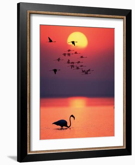 Greater Flamingos at Sunset-null-Framed Photographic Print