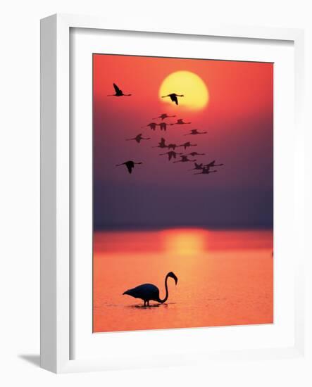 Greater Flamingos at Sunset-null-Framed Photographic Print