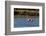 Greater flamingos feed in salt pans in Tavira, Portugal-Chuck Haney-Framed Photographic Print