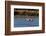 Greater flamingos feed in salt pans in Tavira, Portugal-Chuck Haney-Framed Photographic Print