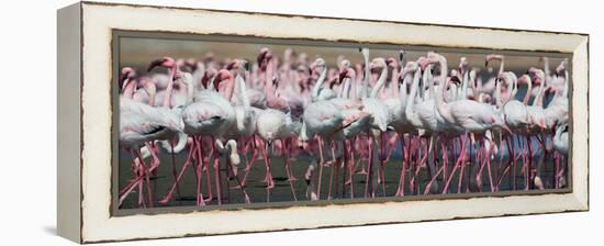 Greater Flamingos Grouping Together Near Walvis Bay, Namibia-Alex Saberi-Framed Premier Image Canvas