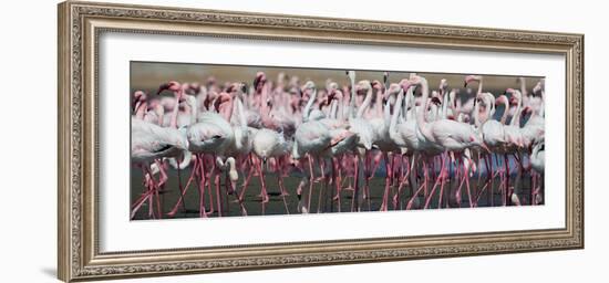 Greater Flamingos Grouping Together Near Walvis Bay, Namibia-Alex Saberi-Framed Photographic Print