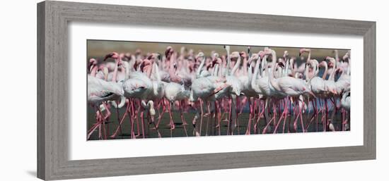 Greater Flamingos Grouping Together Near Walvis Bay, Namibia-Alex Saberi-Framed Photographic Print