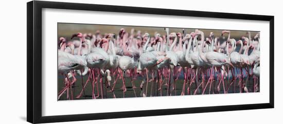 Greater Flamingos Grouping Together Near Walvis Bay, Namibia-Alex Saberi-Framed Photographic Print