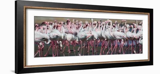 Greater Flamingos Grouping Together Near Walvis Bay, Namibia-Alex Saberi-Framed Photographic Print