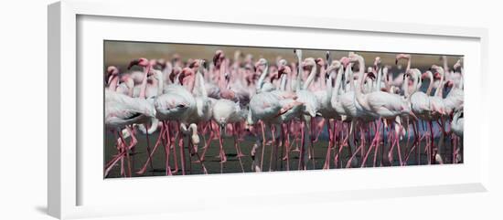 Greater Flamingos Grouping Together Near Walvis Bay, Namibia-Alex Saberi-Framed Photographic Print