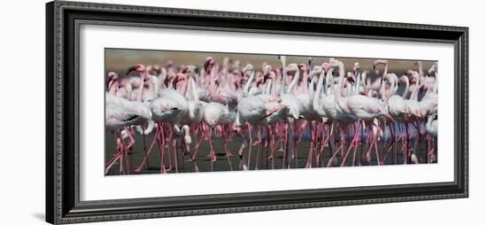 Greater Flamingos Grouping Together Near Walvis Bay, Namibia-Alex Saberi-Framed Photographic Print