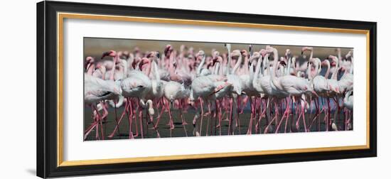 Greater Flamingos Grouping Together Near Walvis Bay, Namibia-Alex Saberi-Framed Photographic Print