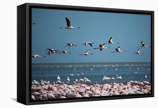 Greater Flamingos in Flight Near Walvis Bay, Namibia-Alex Saberi-Framed Premier Image Canvas