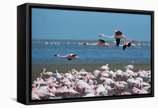 Greater Flamingos in Flight Near Walvis Bay, Namibia-Alex Saberi-Framed Premier Image Canvas