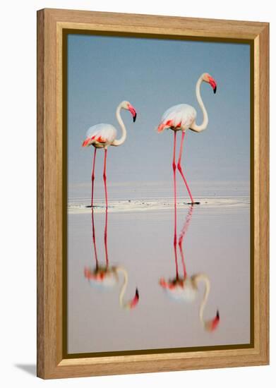 Greater Flamingos (Phoenicopterus Roseus) in a Lake, Ndutu, Ngorongoro Conservation Area, Tanzania-null-Framed Stretched Canvas