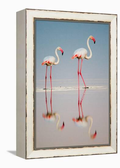 Greater Flamingos (Phoenicopterus Roseus) in a Lake, Ndutu, Ngorongoro Conservation Area, Tanzania-null-Framed Stretched Canvas