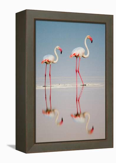 Greater Flamingos (Phoenicopterus Roseus) in a Lake, Ndutu, Ngorongoro Conservation Area, Tanzania-null-Framed Stretched Canvas